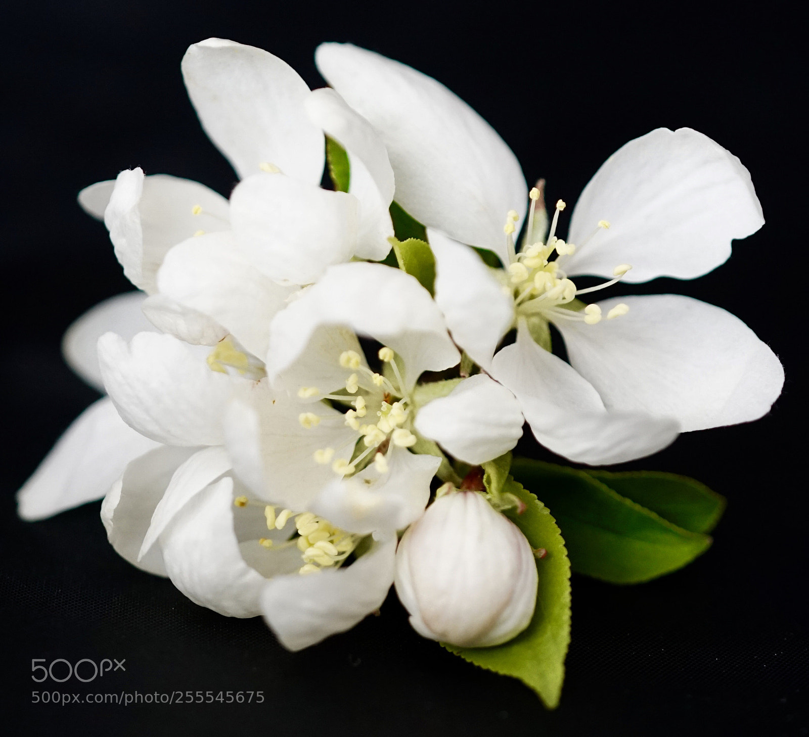 Sony a7R II sample photo. Untitled photography