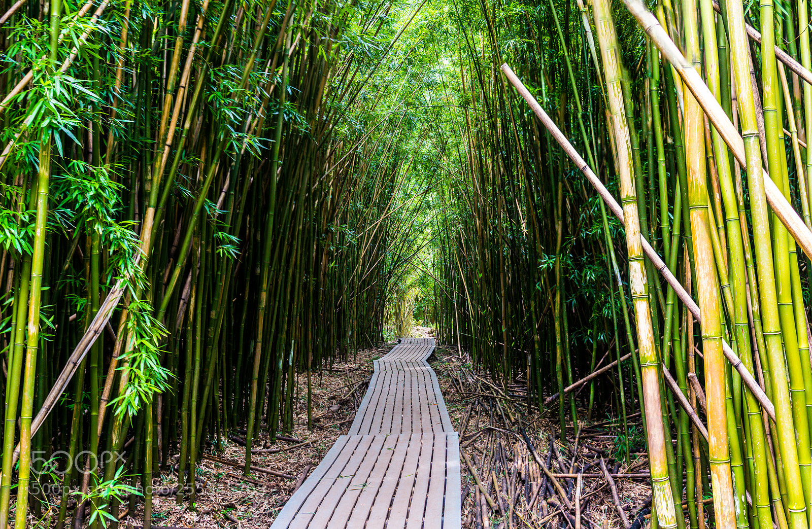 Nikon D5500 sample photo. Pipiwai trail on road photography