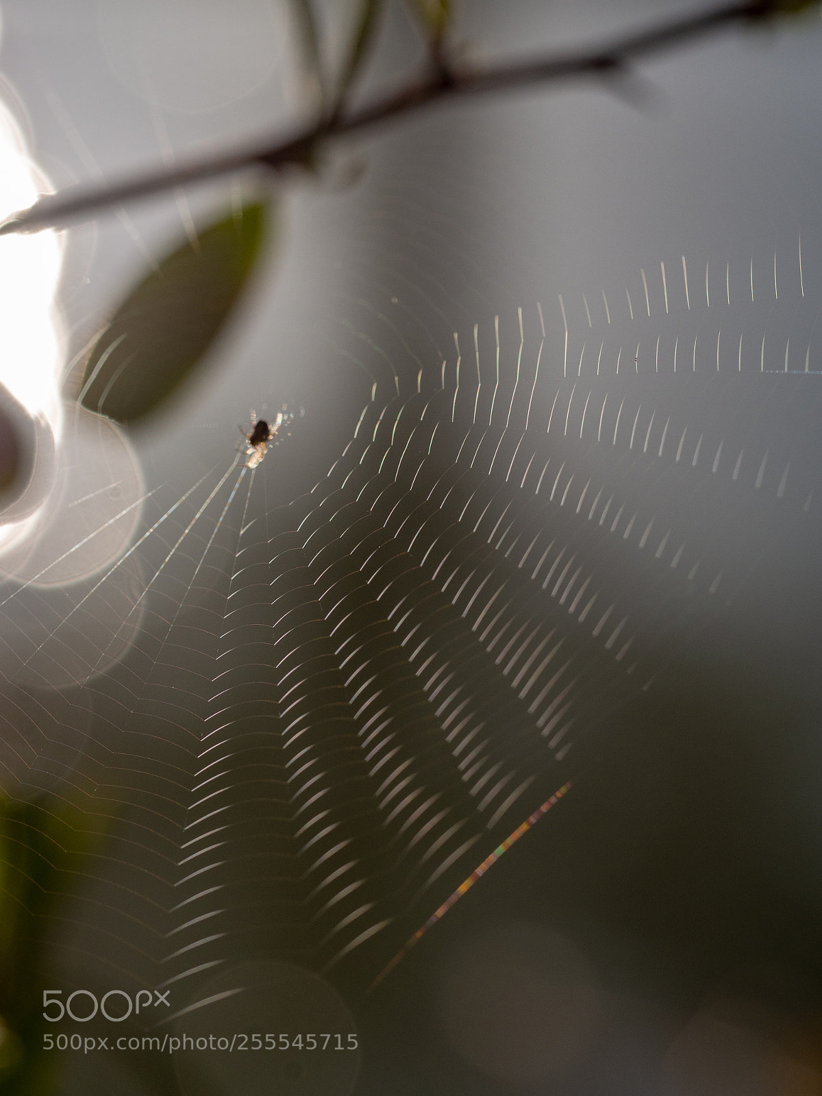 Olympus PEN E-PL6 sample photo. Spider web photography