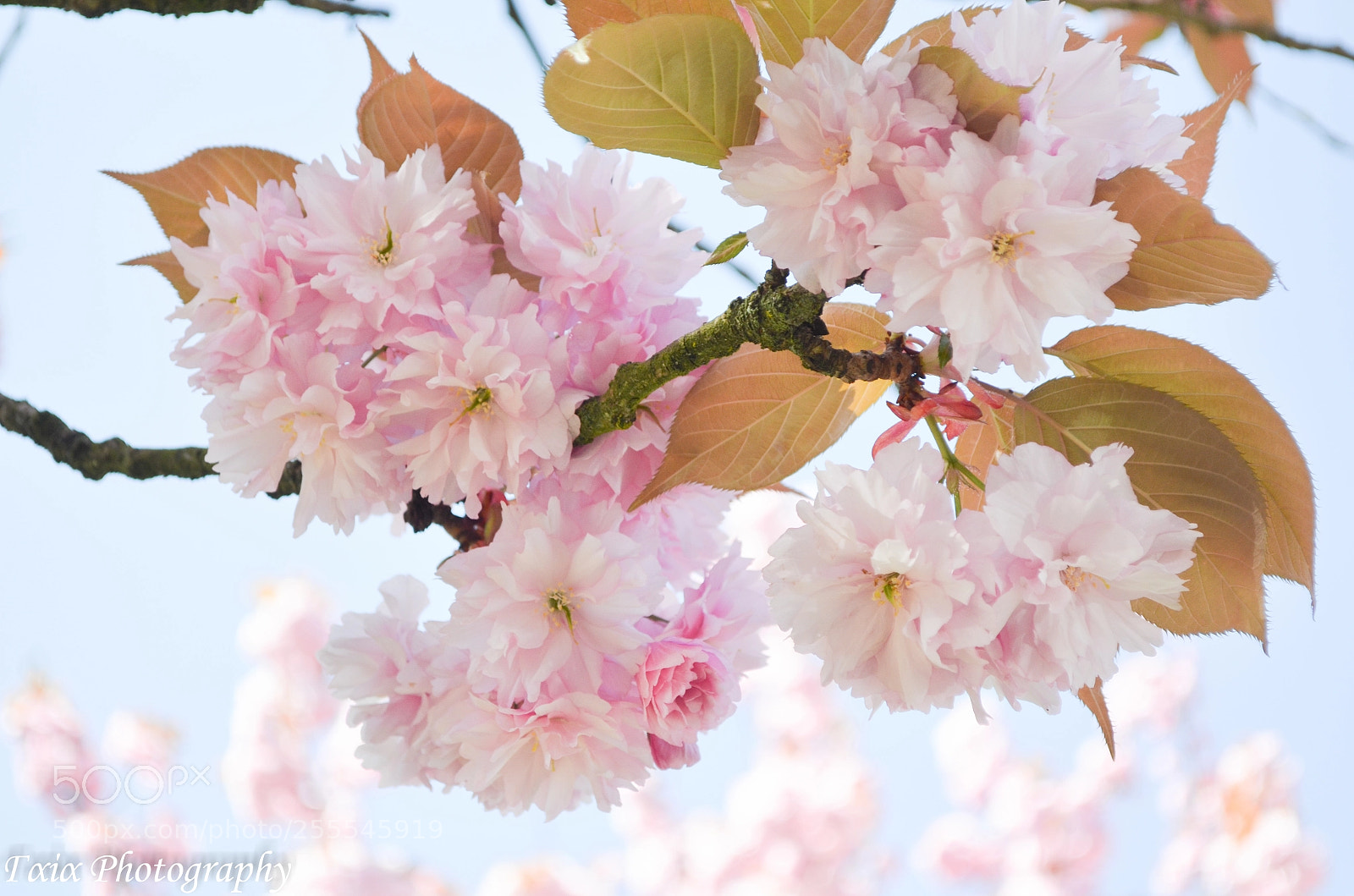 Nikon D5100 sample photo. Untitled photography