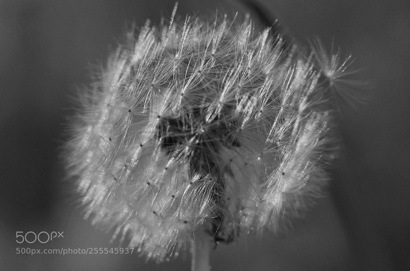 Nikon D7000 sample photo. Floral photography