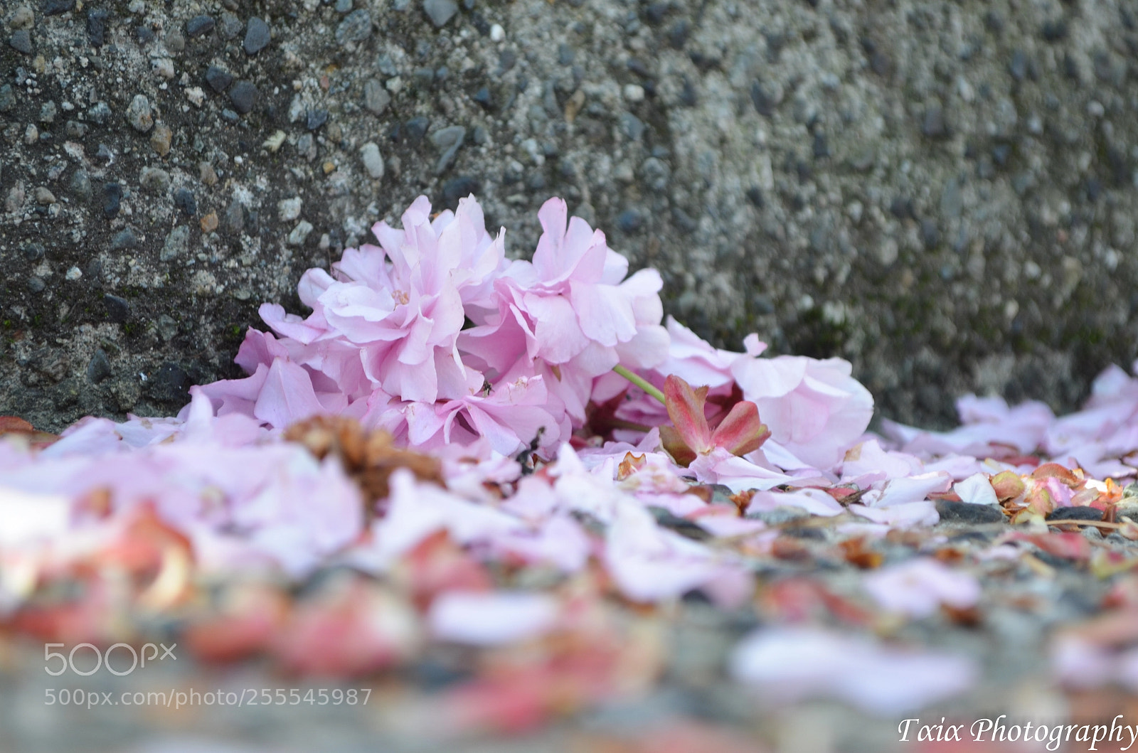 Nikon D5100 sample photo. Untitled photography