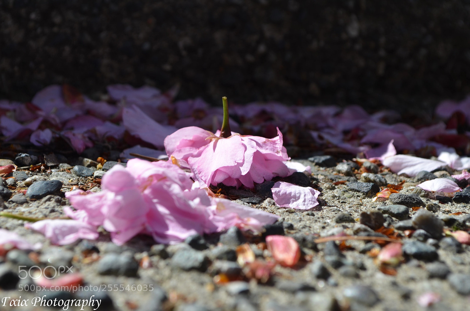 Nikon D5100 sample photo. Untitled photography