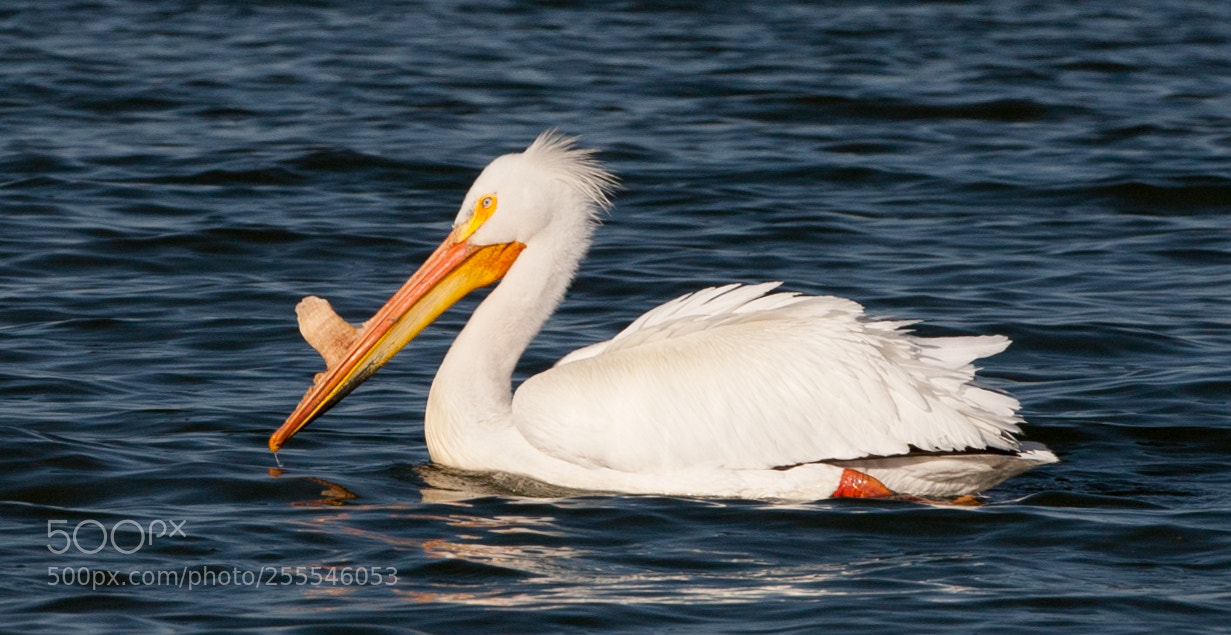 Canon EOS 5D sample photo. White pelican photography