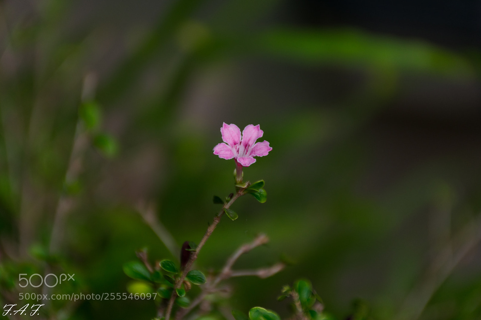 Nikon D3400 sample photo. Nueva vida photography