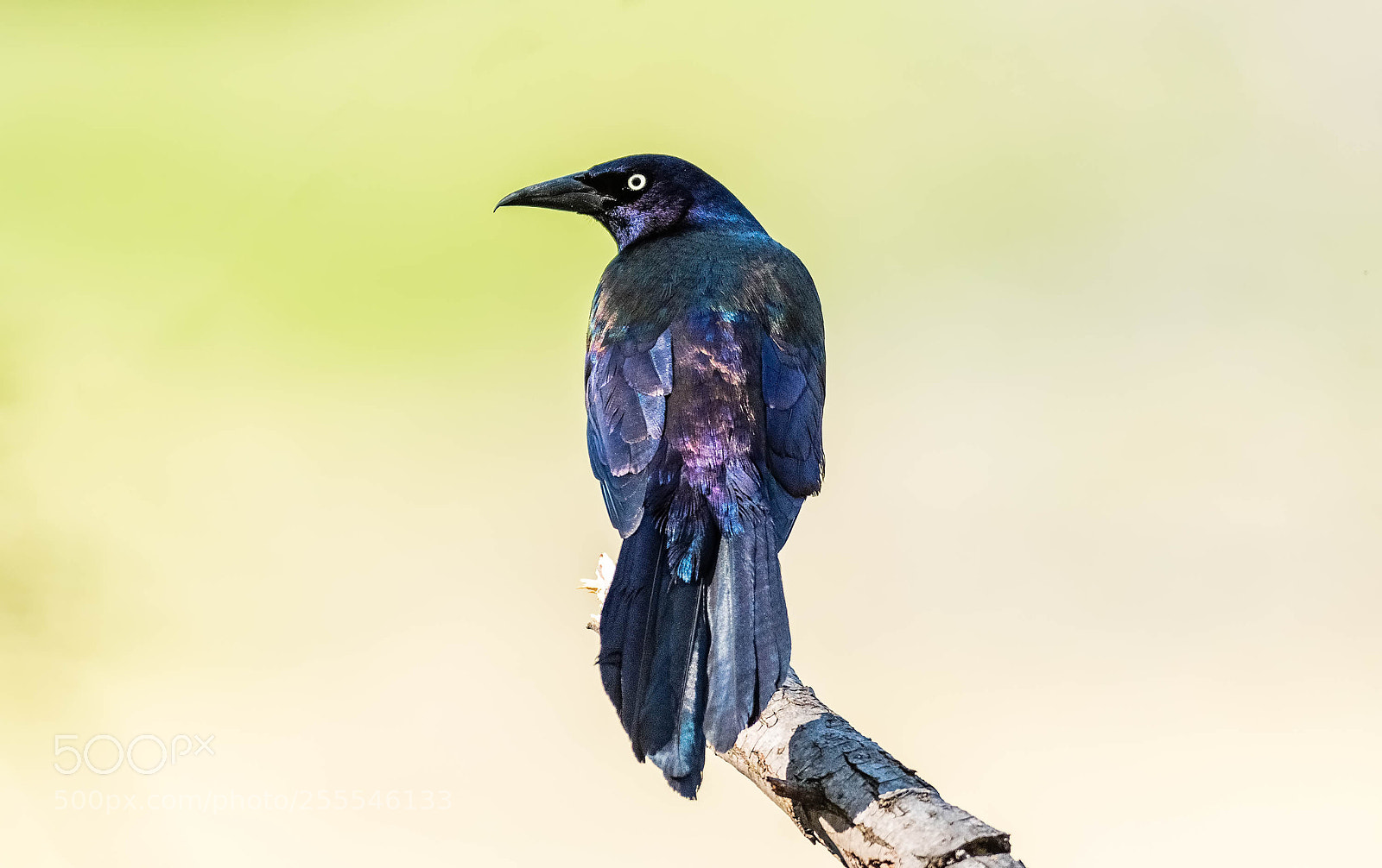 Nikon D500 sample photo. Common grackle photography