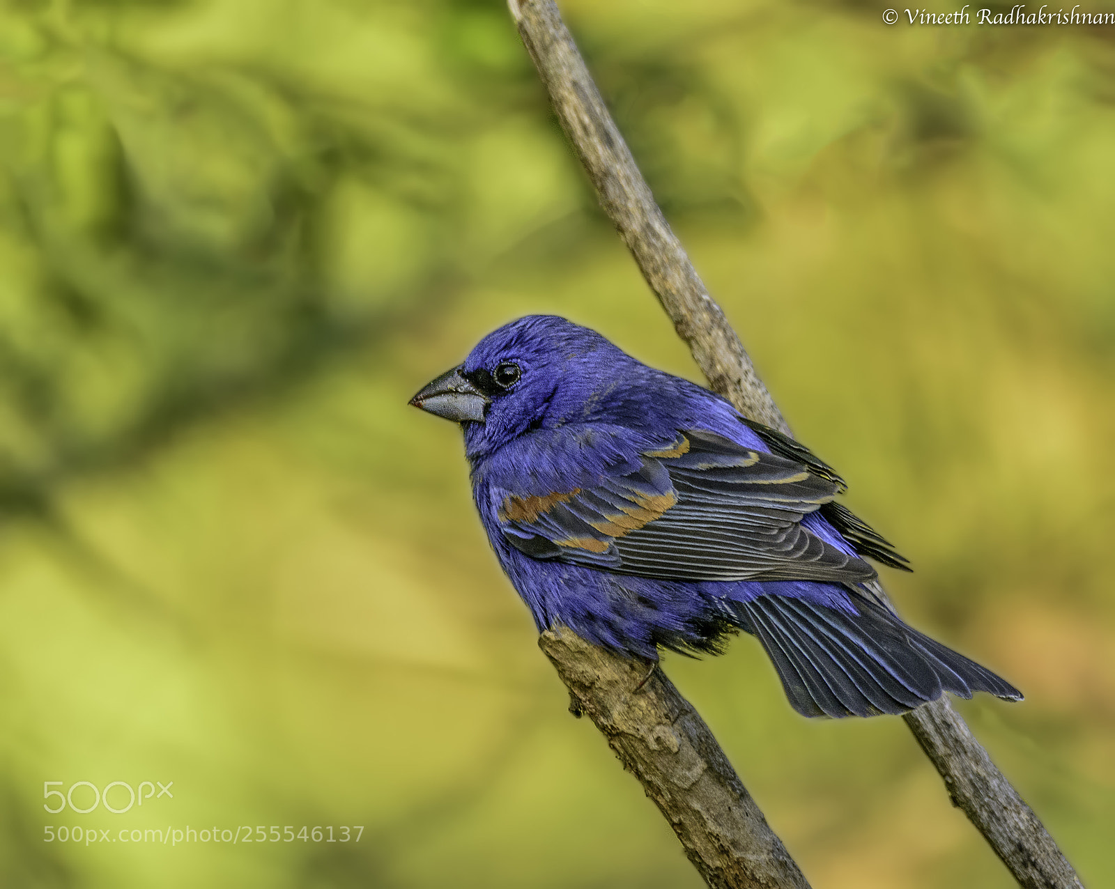 Nikon D7100 sample photo. Blue grosbeak photography