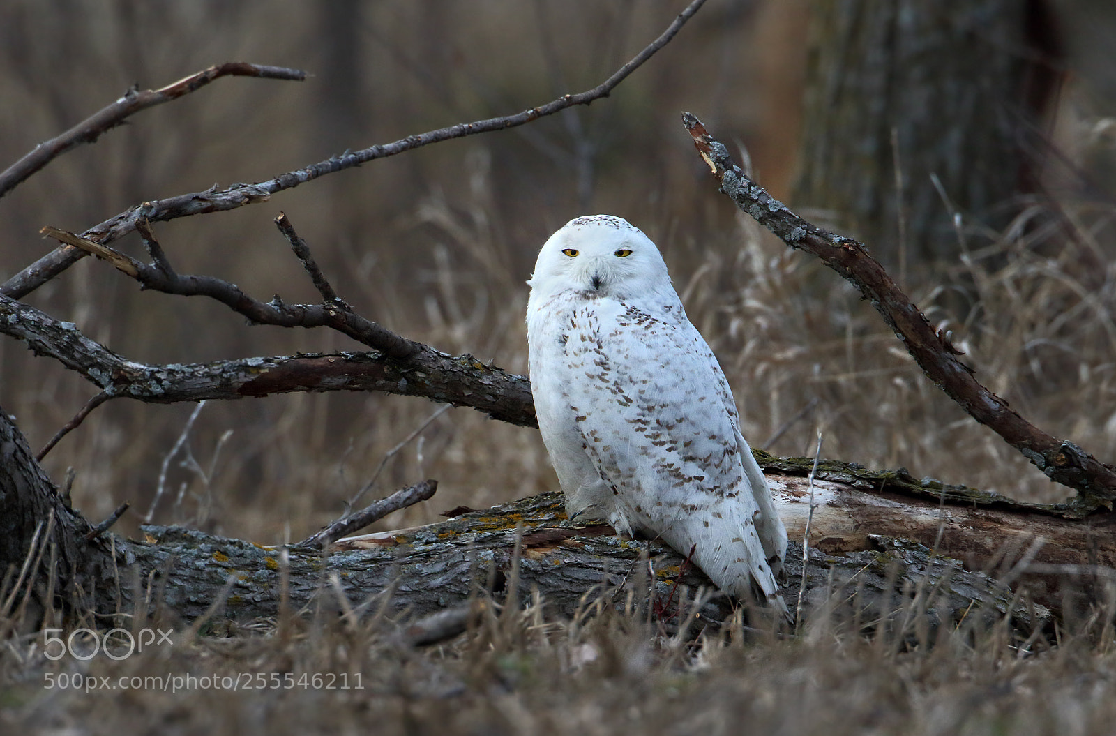 Canon EOS 7D Mark II sample photo. Nowhere to hide photography