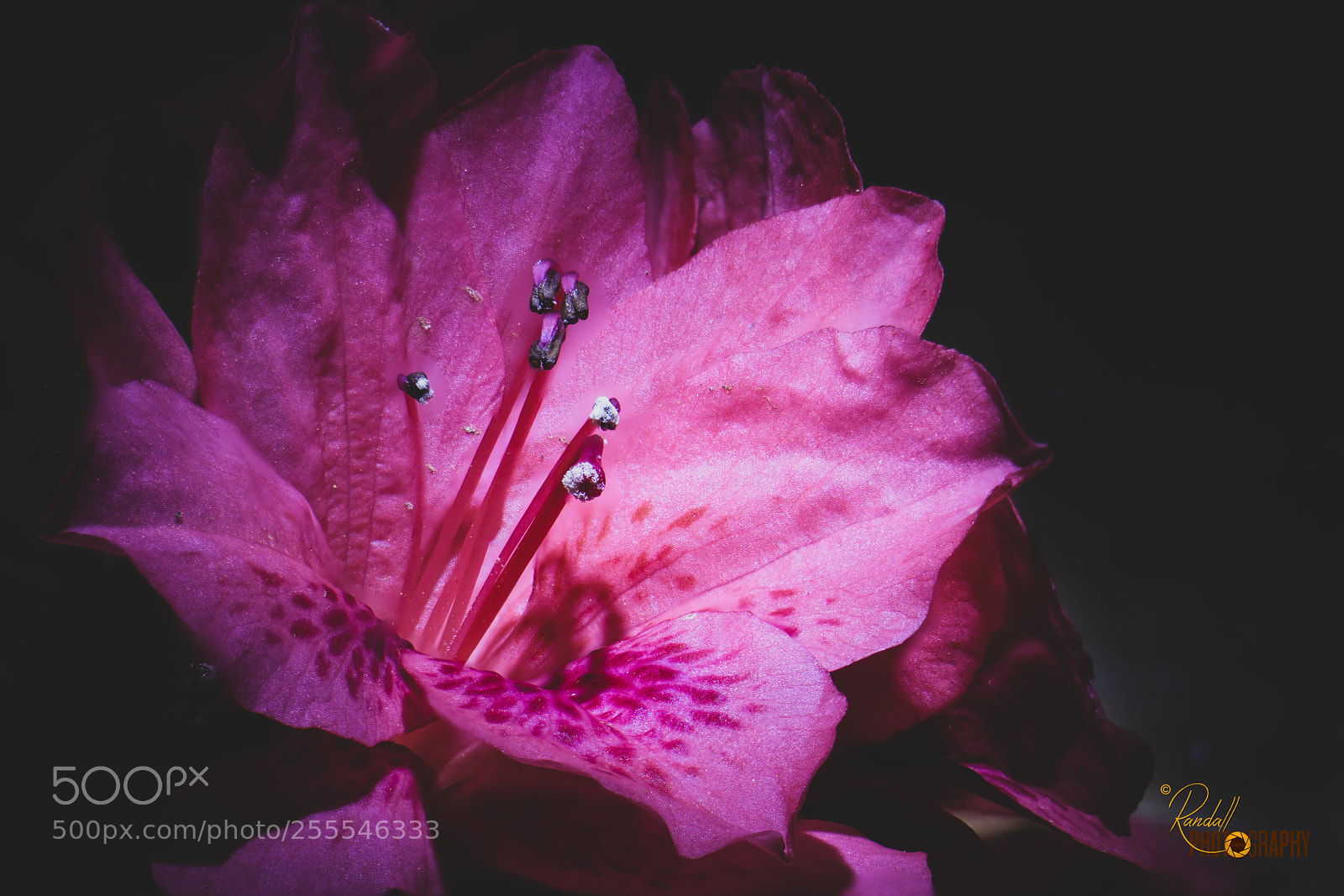 Sony a6000 sample photo. Pink dress photography