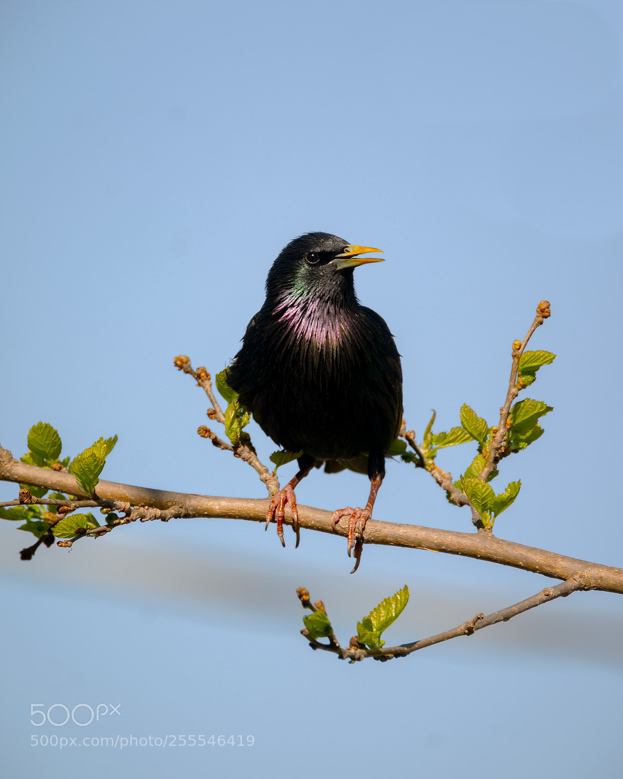 Nikon D7100 sample photo. Starling photography