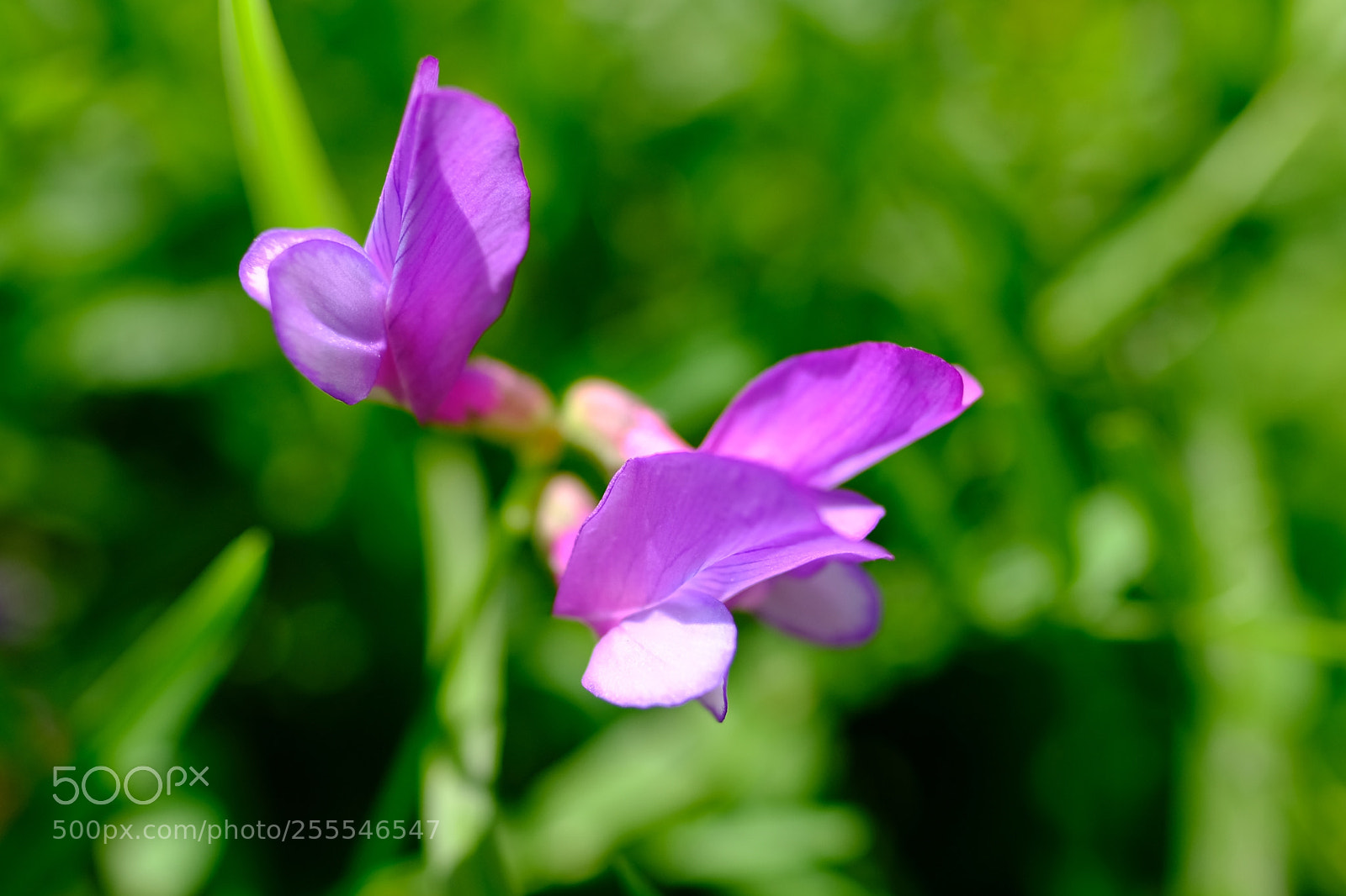 Fujifilm X-T2 sample photo. Untitled photography