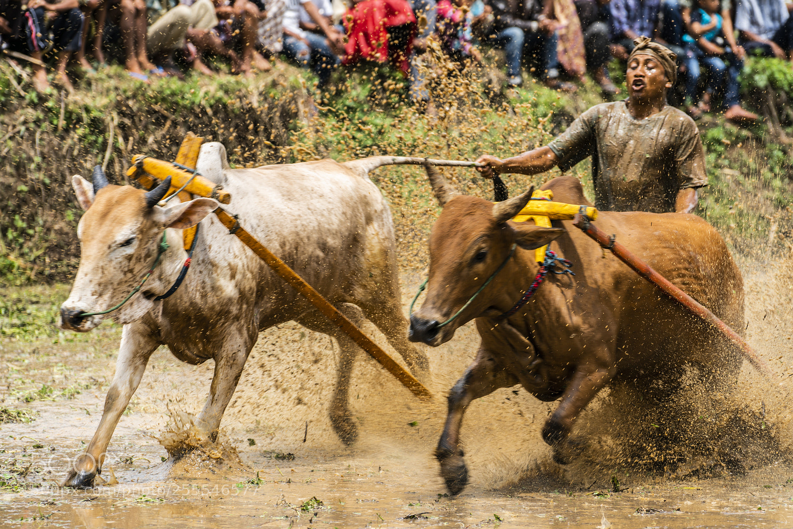 Sony a7R II sample photo. The bull race photography