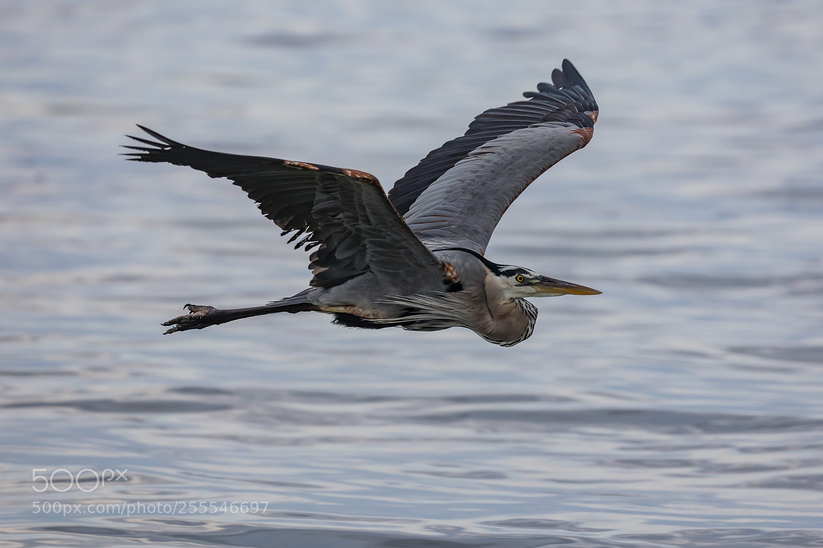 Canon EOS 5D Mark IV sample photo. Heron photography