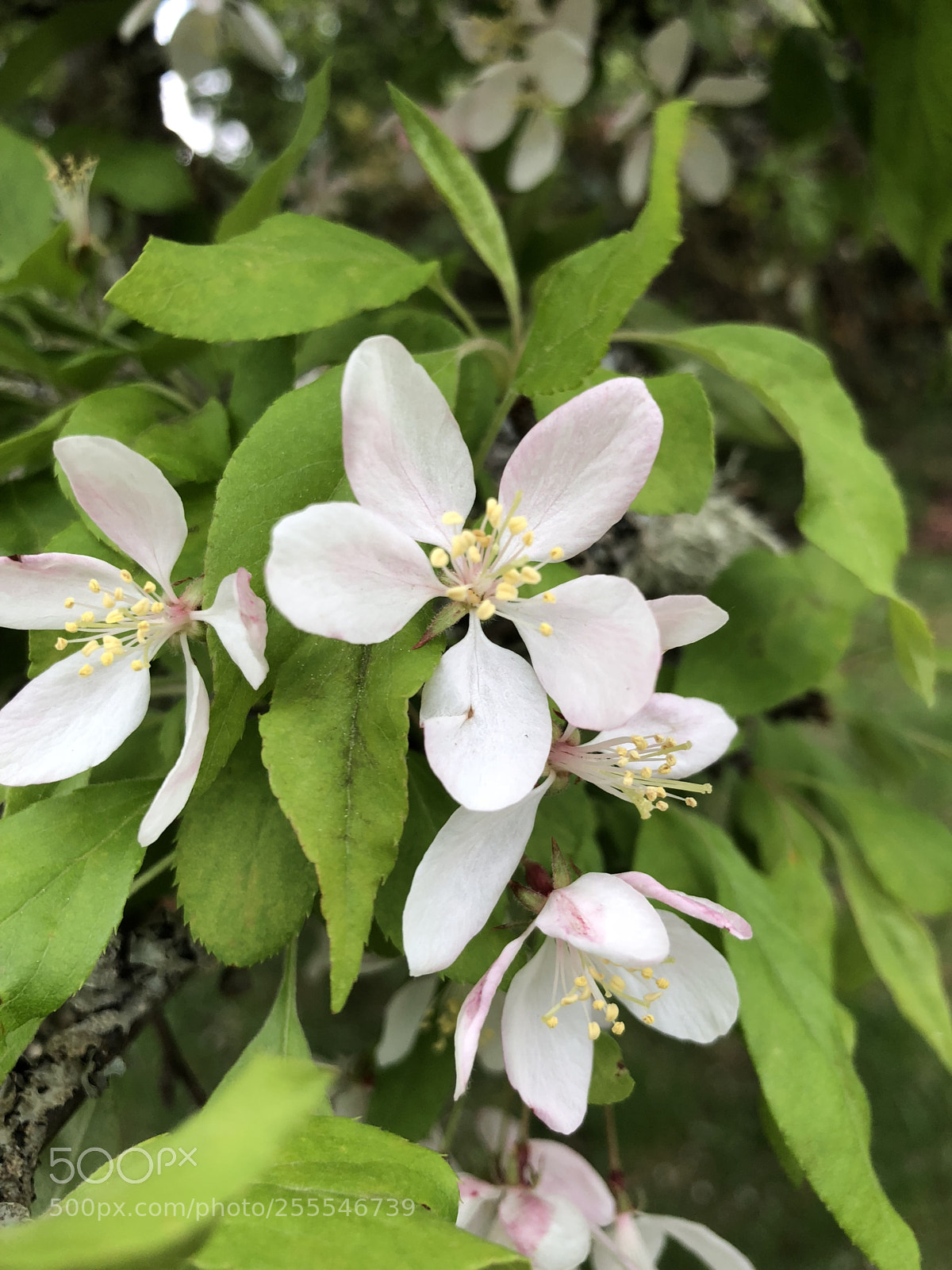 Apple iPhone X sample photo. Little flower photography