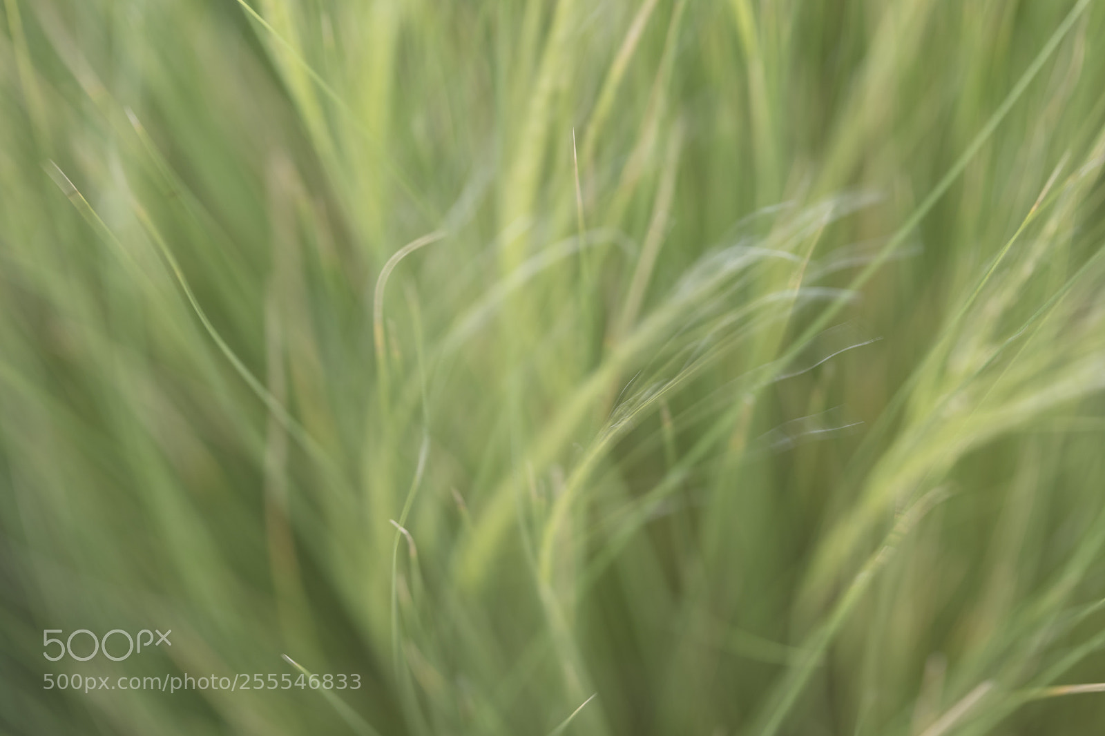 Canon EOS 5DS sample photo. Grassy view photography