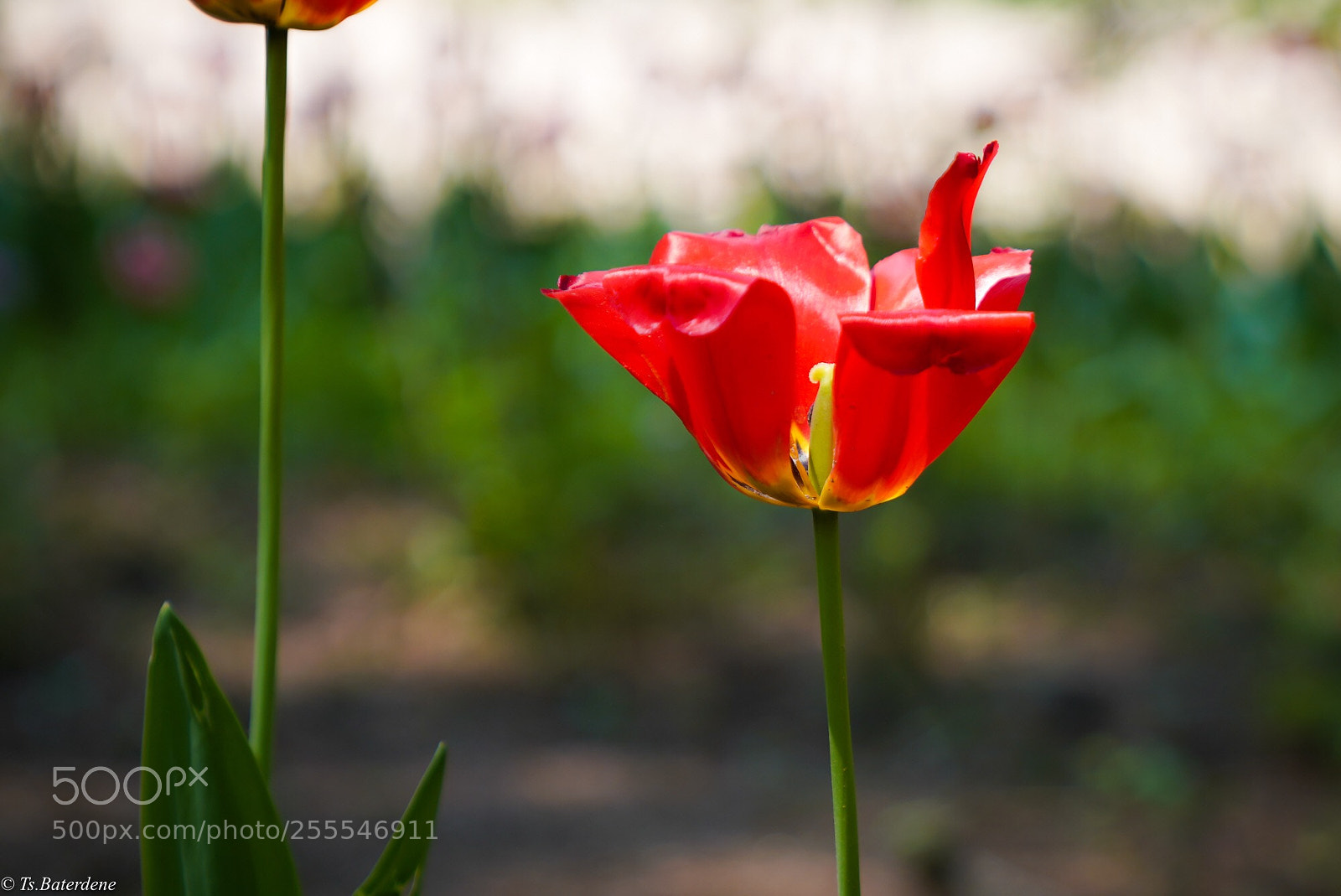 Sony a7R III sample photo. Tulip photography