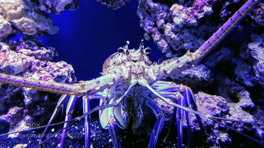 Xiaomi Mi A1 sample photo. Spiny lobster photography