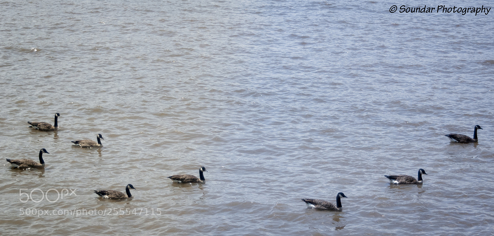 Nikon D50 sample photo. Ducks photography