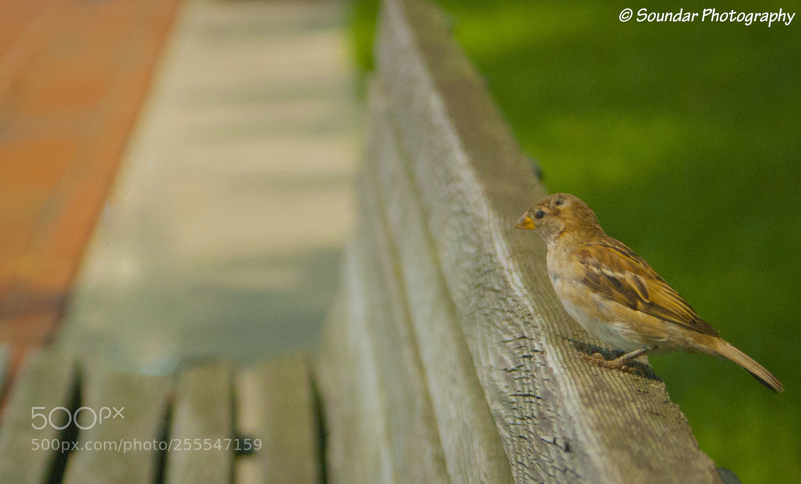 Nikon D50 sample photo. Sparrow photography