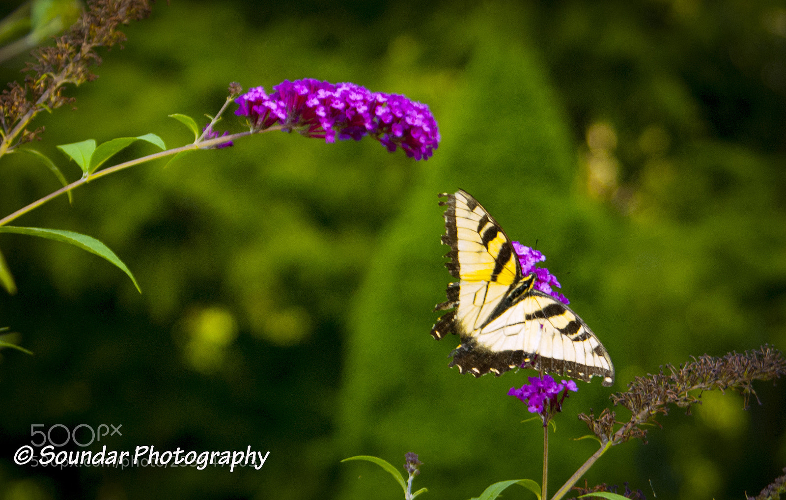 Nikon D50 sample photo. Butterfly photography