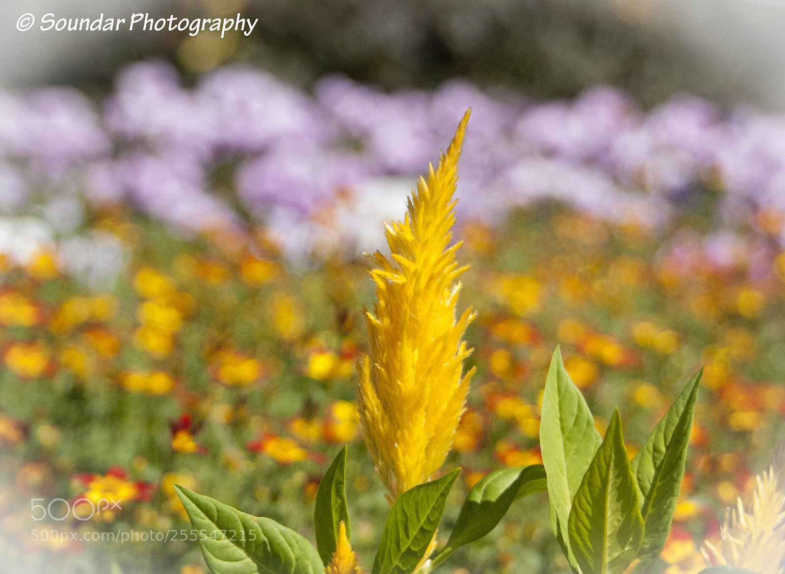 Nikon D50 sample photo. Yellowmacro photography