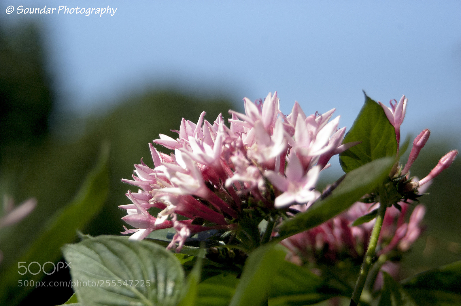 Nikon D50 sample photo. Pinkflower photography