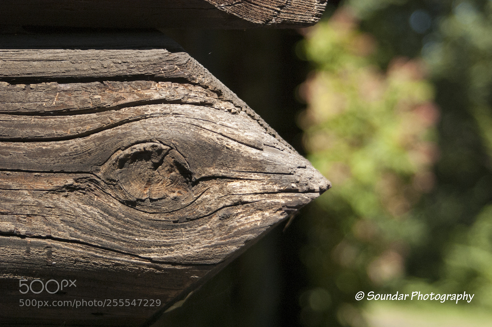 Nikon D50 sample photo. Woodmacro photography