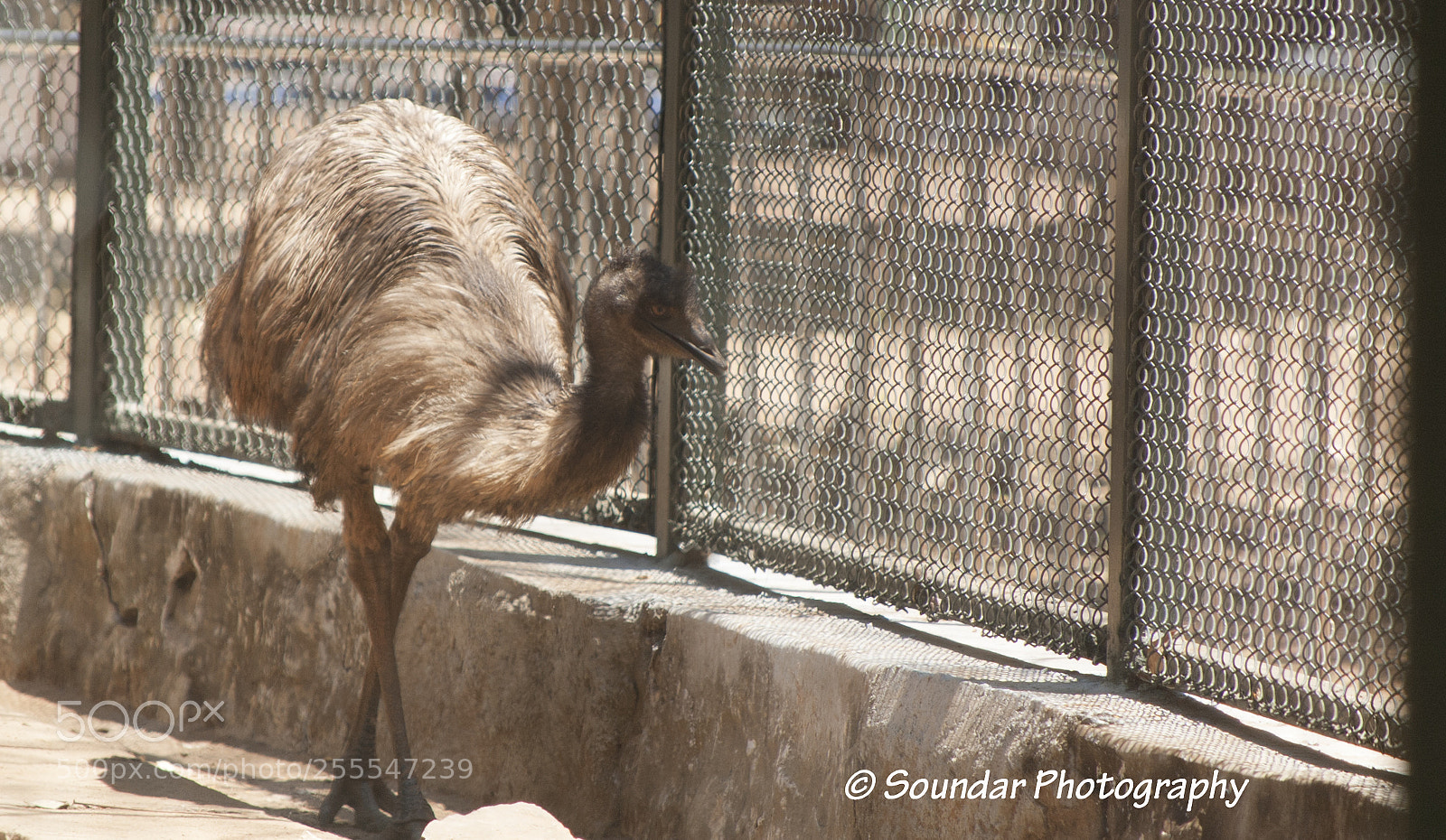 Nikon D50 sample photo. Firebird photography