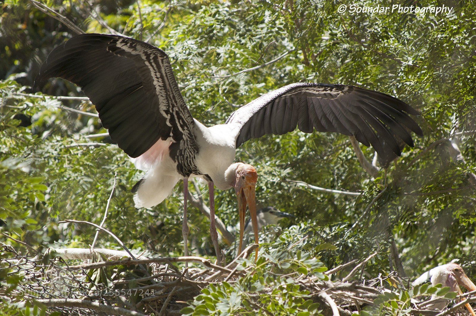 Nikon D50 sample photo. Spoonbill photography