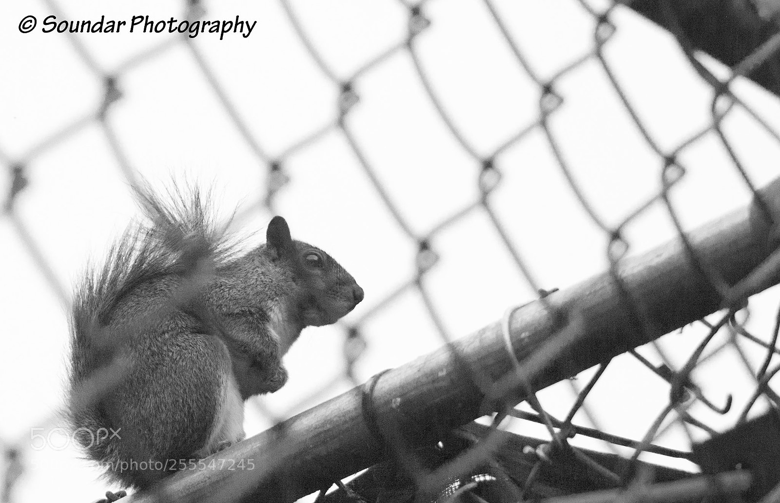 Nikon D50 sample photo. Sqirrel photography