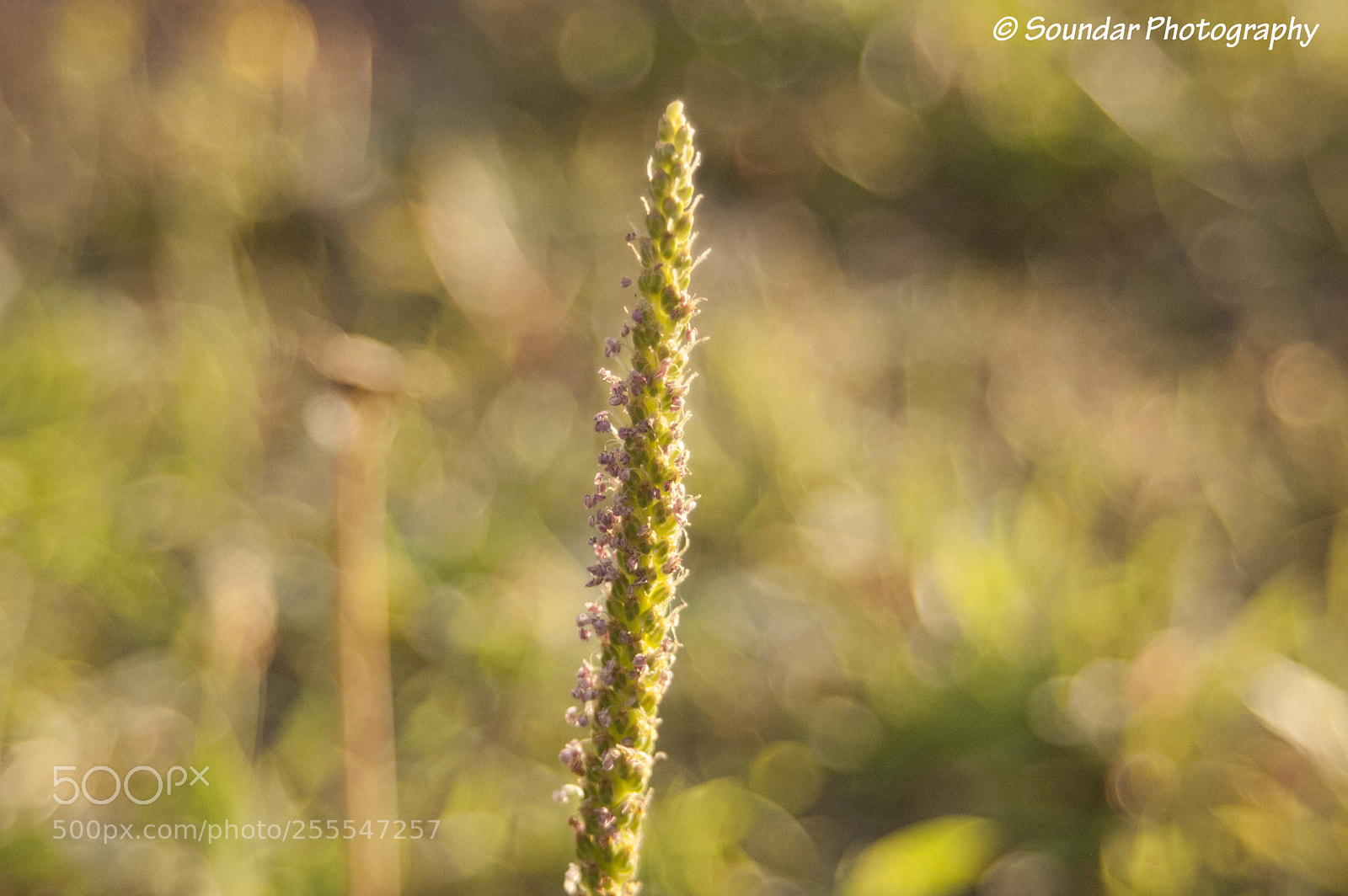 Nikon D50 sample photo. Macro photography