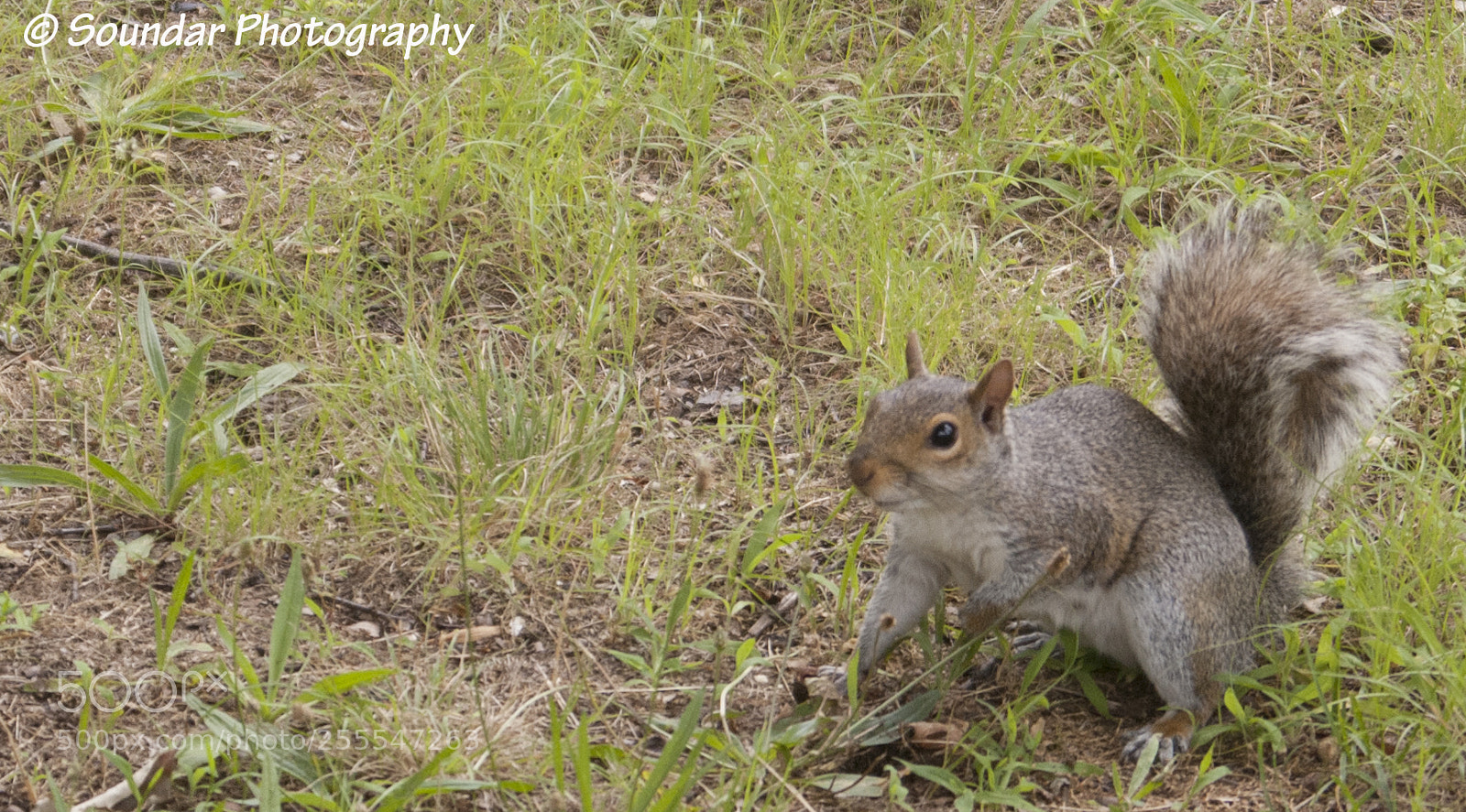 Nikon D50 sample photo. Squirrel photography