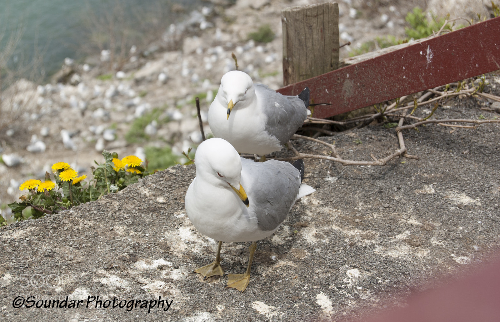 Nikon D50 sample photo. Niagara birds photography