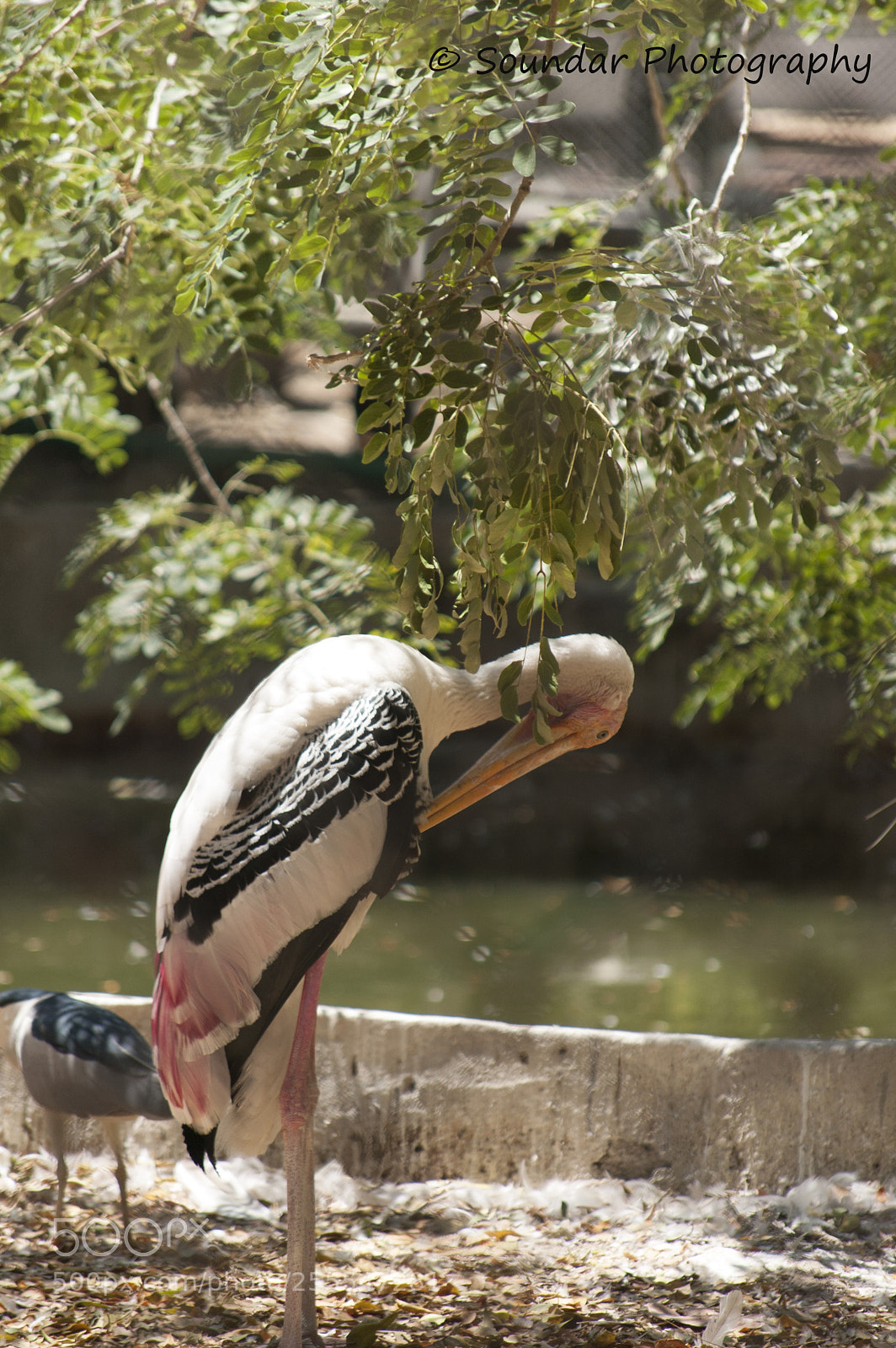 Nikon D50 sample photo. Spoonbill photography