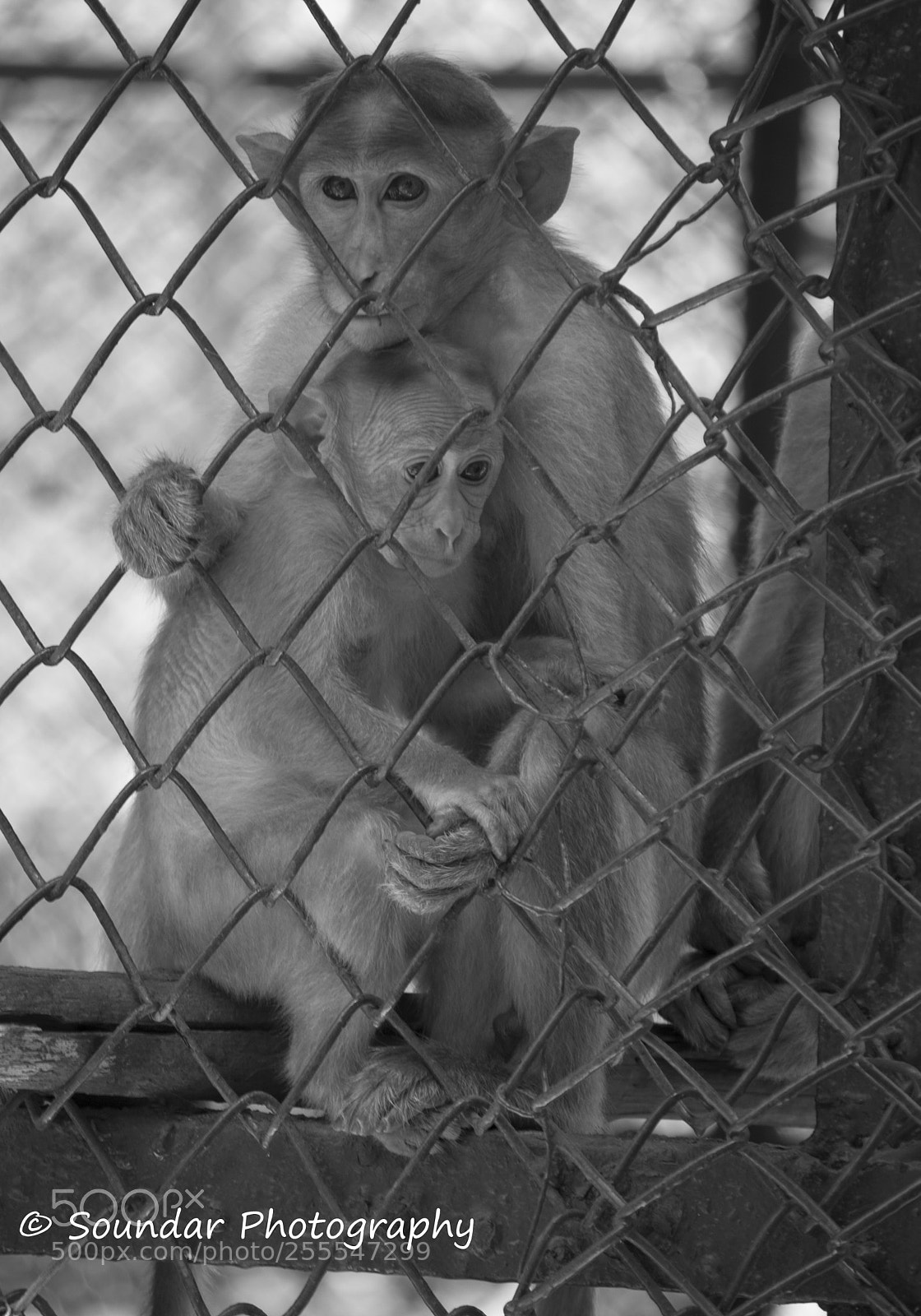 Nikon D50 sample photo. Hanuman photography