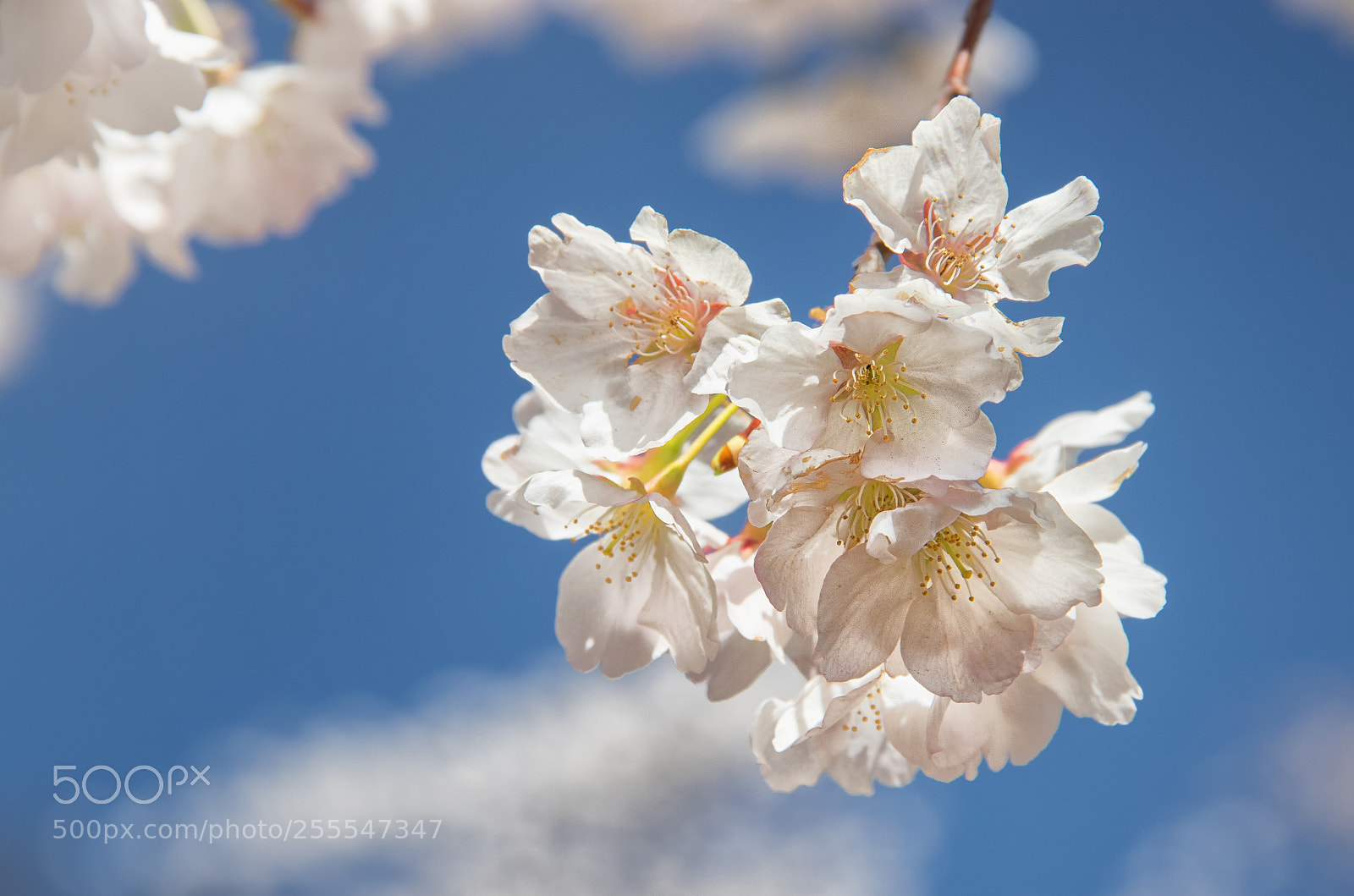 Canon EOS 800D (EOS Rebel T7i / EOS Kiss X9i) sample photo. Blossoms in the air photography