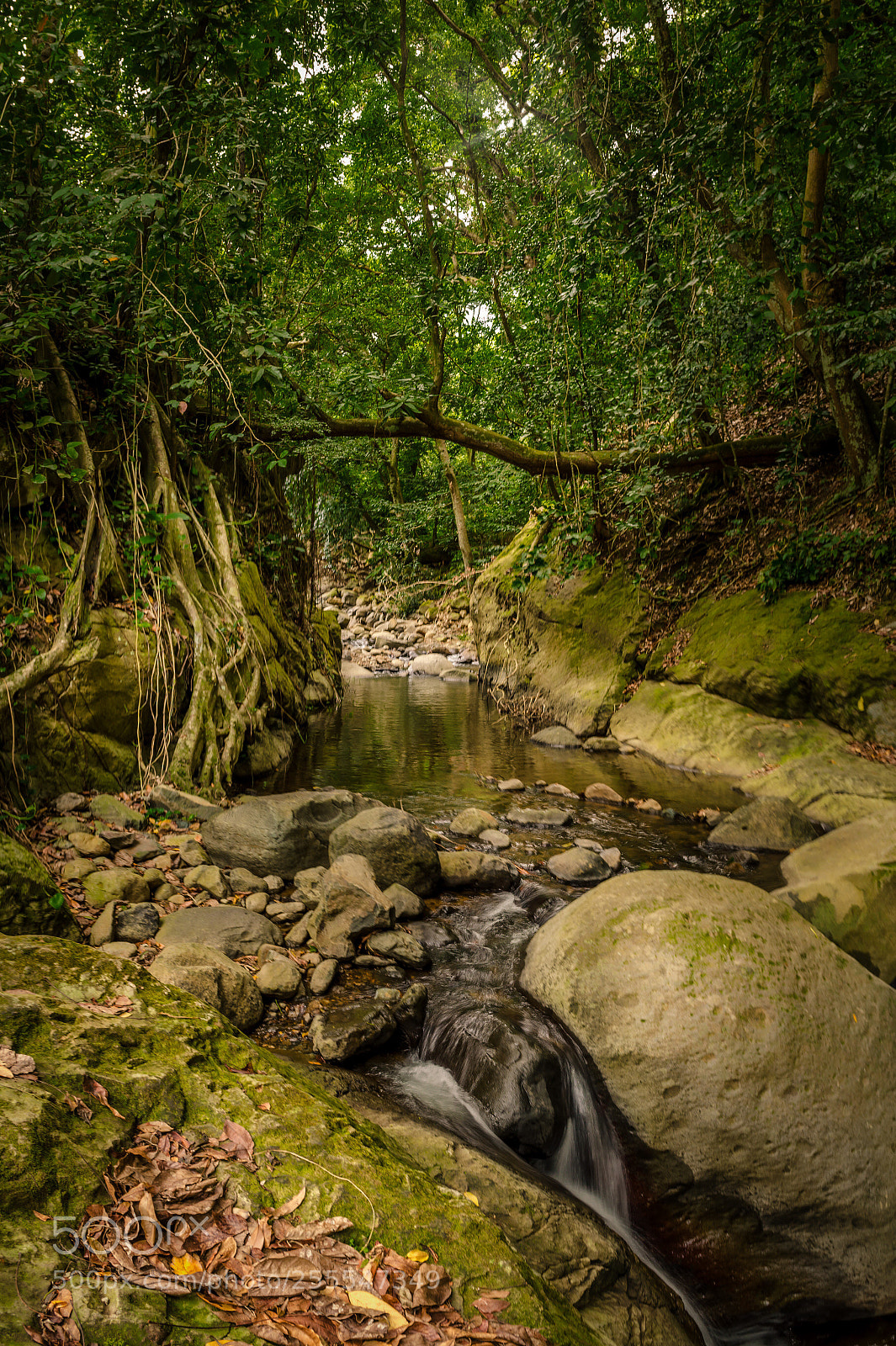 Nikon D5100 sample photo. In the jungle  photography