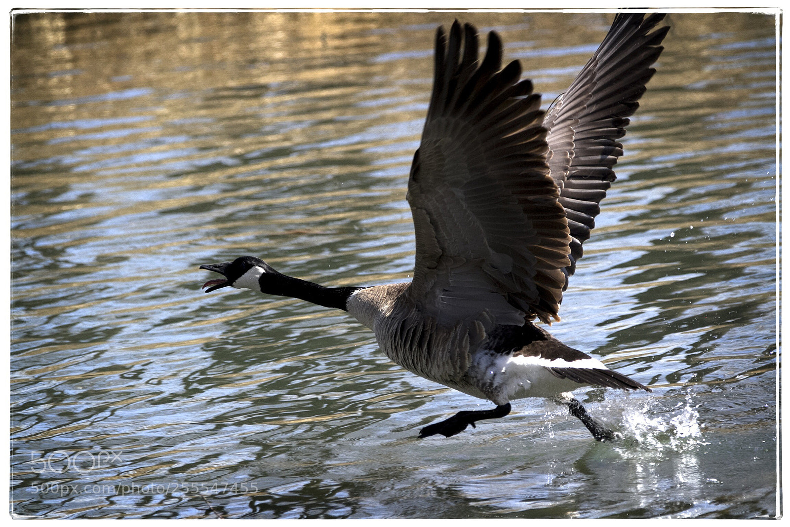 Canon EOS 7D sample photo. Canada goose running on photography