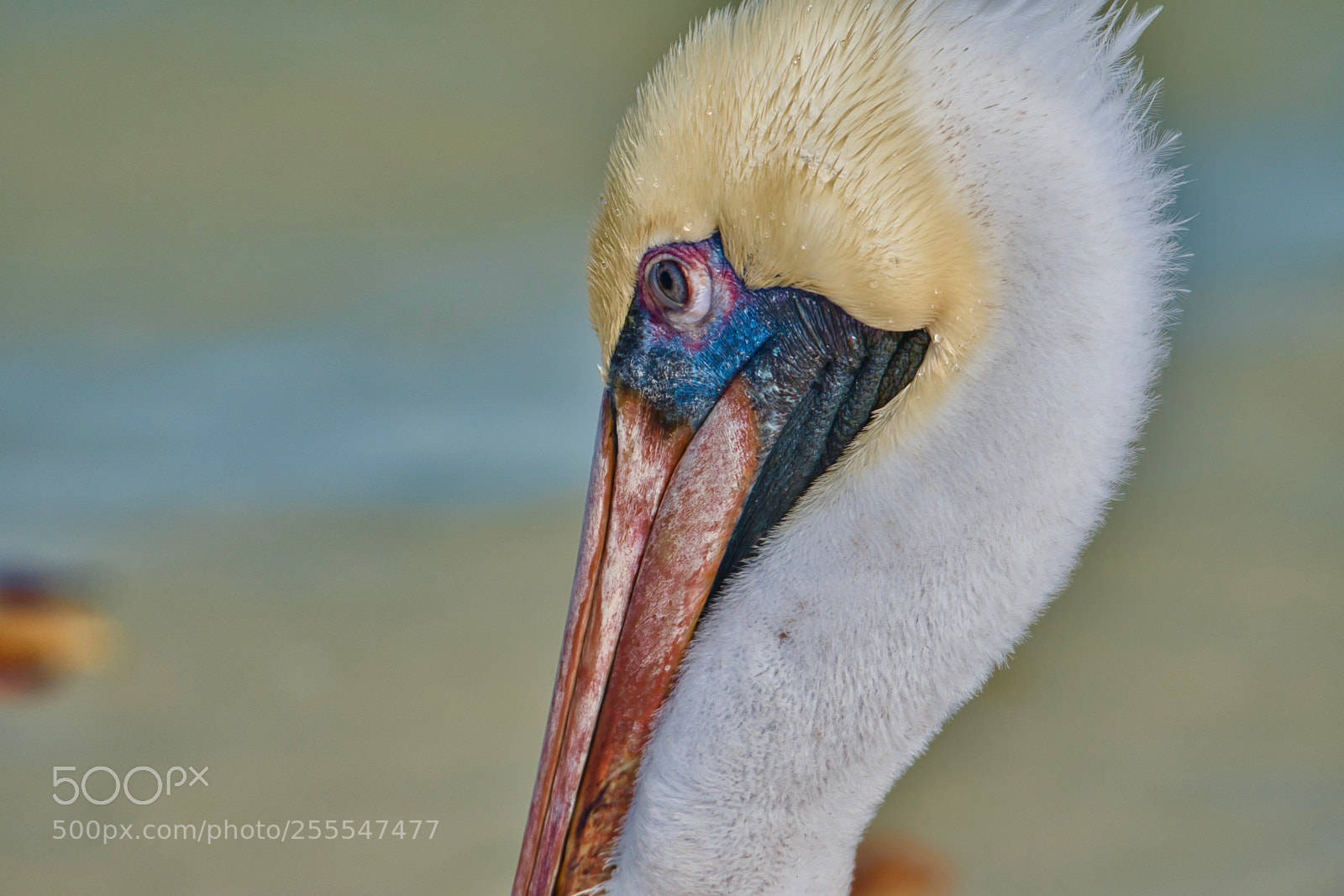 Nikon D500 sample photo. Pelican face photography