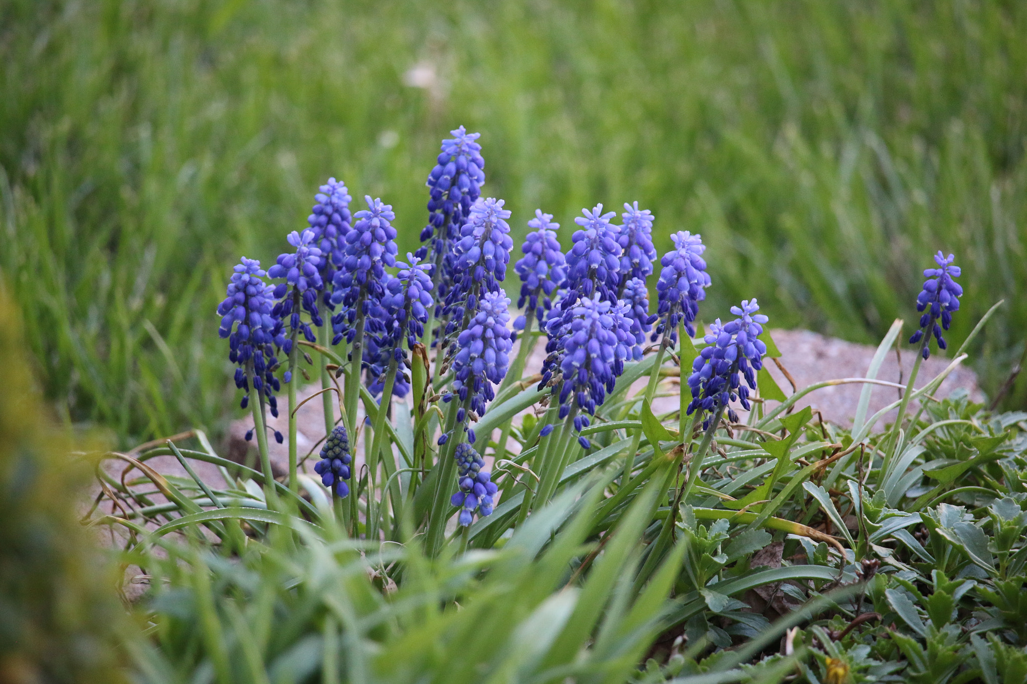 Canon EF-S 55-250mm F4-5.6 IS STM sample photo. Spring photography