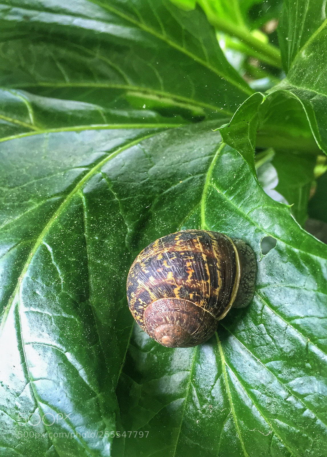 Apple iPhone 6 sample photo. Snail having its afternoon photography