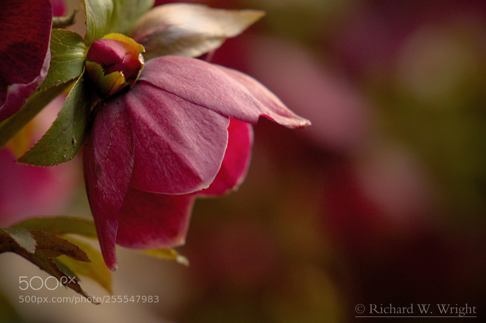 Olympus OM-D E-M5 sample photo. Lenten rose photography