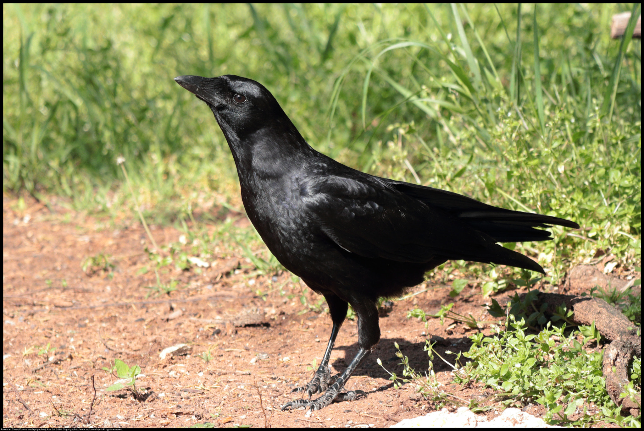 Canon EF 70-300 F4-5.6 IS II USM sample photo. American crow photography