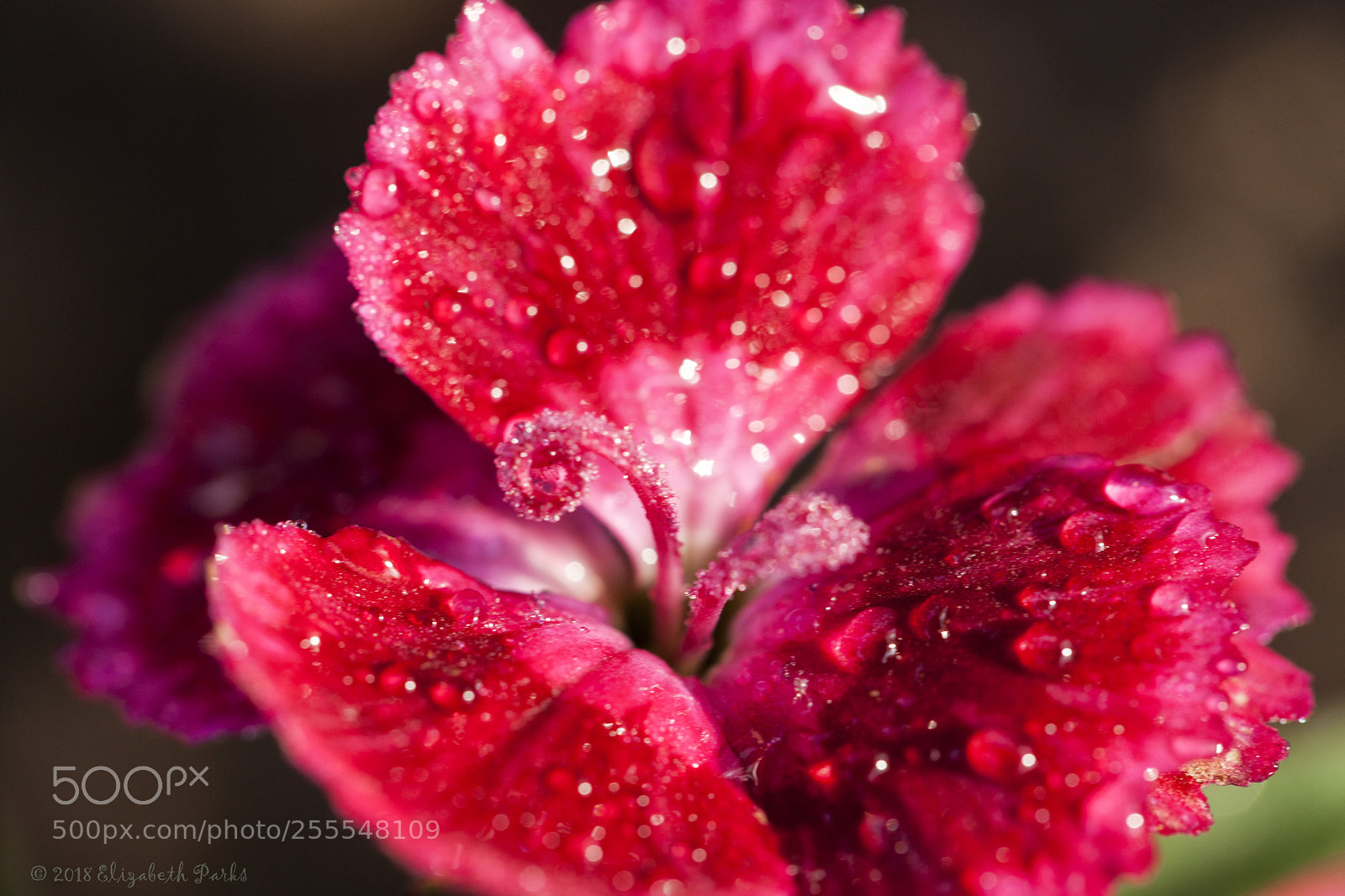 Canon EOS 5D Mark II sample photo. Untitled photography