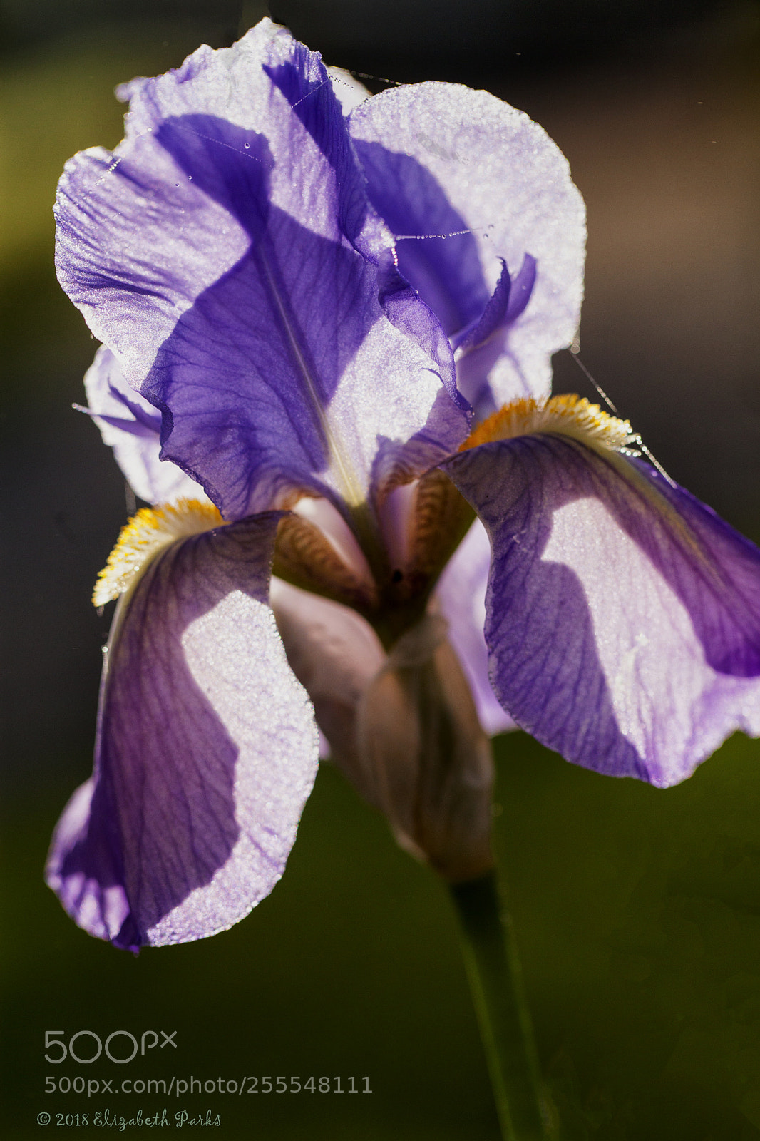 Canon EOS 5D Mark II sample photo. Untitled photography
