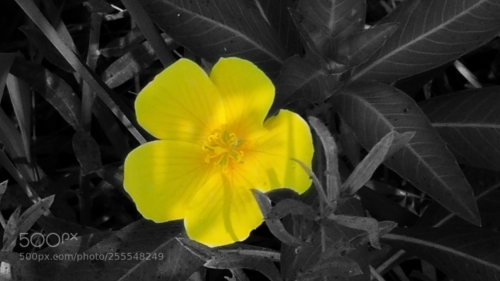 Samsung Galaxy Note4 sample photo. Mellow yellow photography