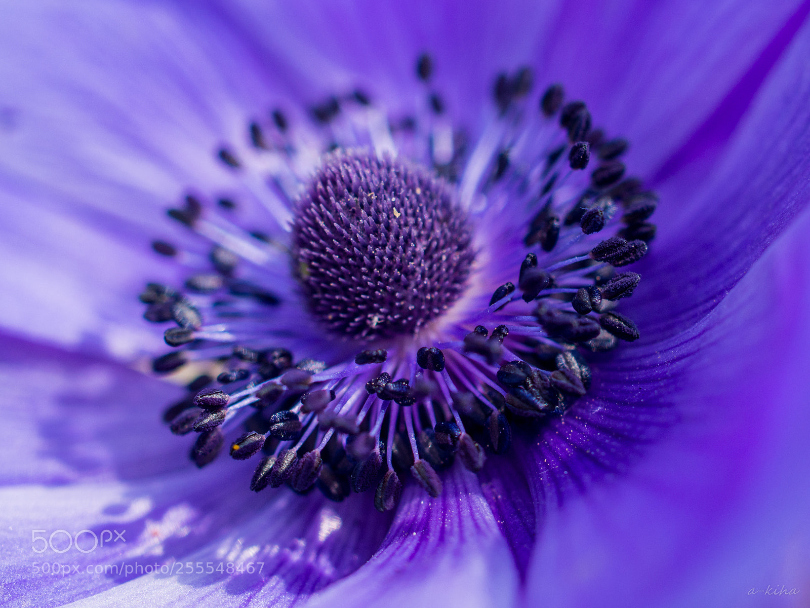 Olympus OM-D E-M5 sample photo. Purple anemone photography