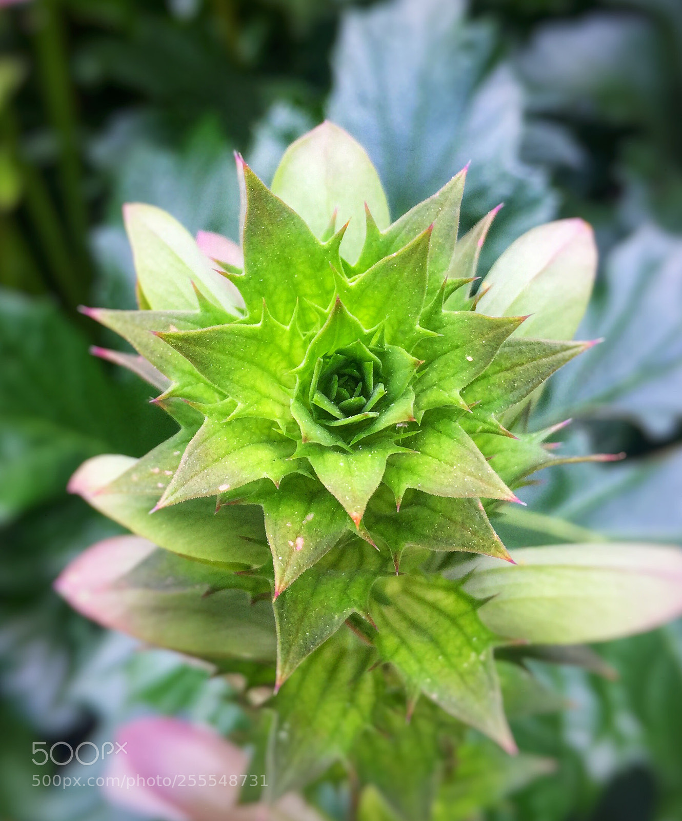 Apple iPhone 6 sample photo. Flower photography
