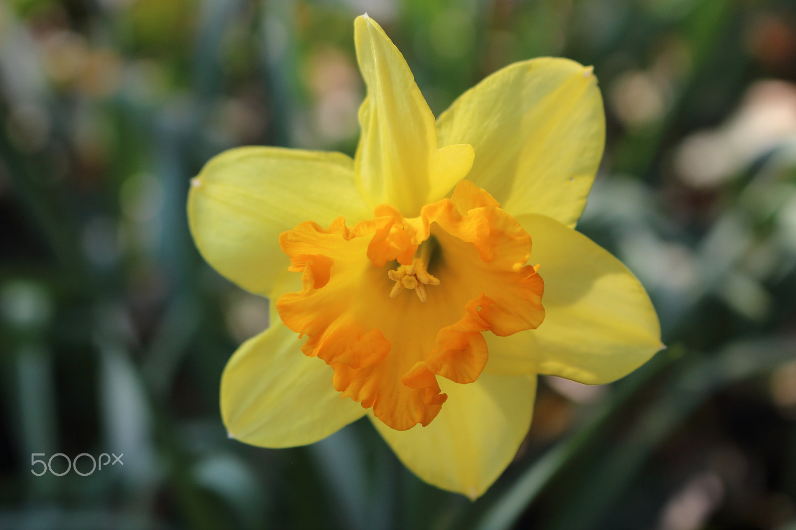 Canon EOS 100D (EOS Rebel SL1 / EOS Kiss X7) sample photo. Love me tender photography