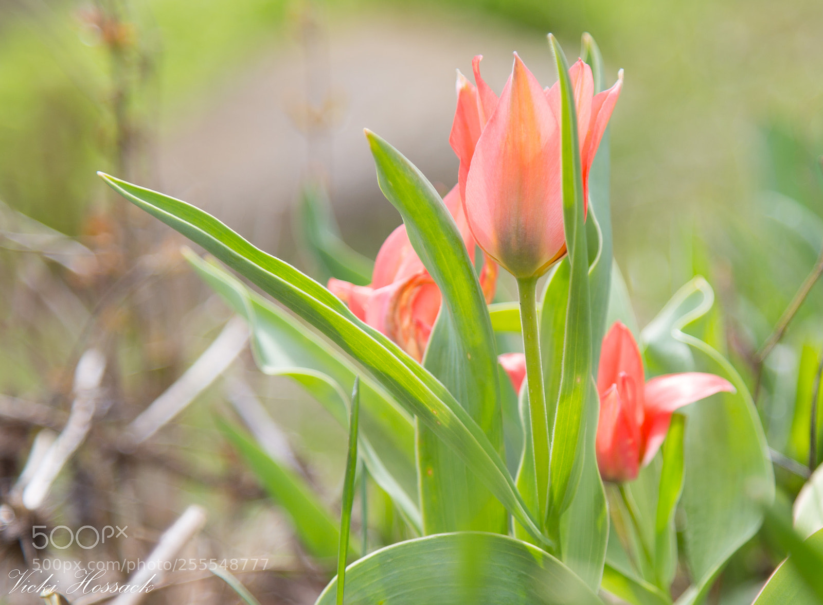 Canon EOS 6D sample photo. Untitled photography